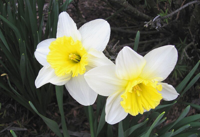 Two White Daffodils — Calm, Spring