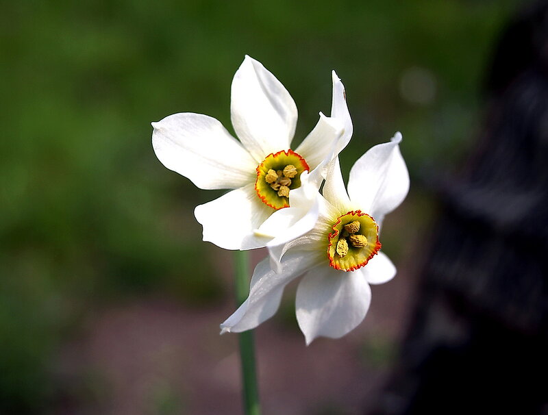 Two White Daffodils — Calm