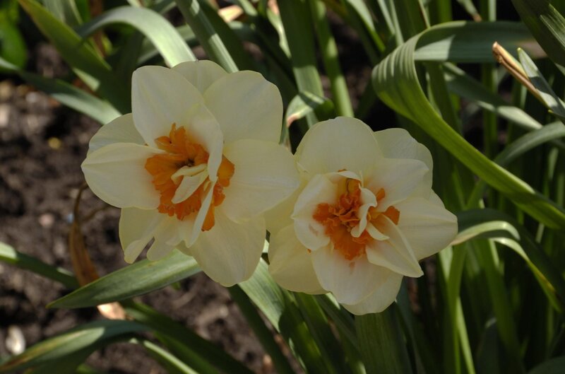 Two White Daffodils — Serene, Spring