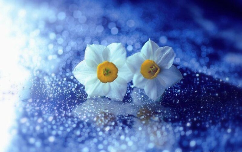 Two White Daffodils — Serene