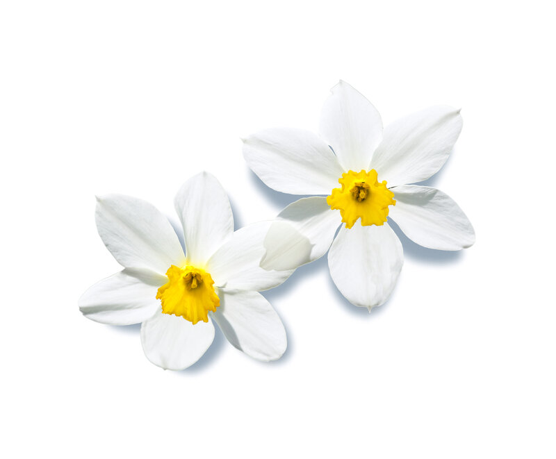 Two White Daffodils