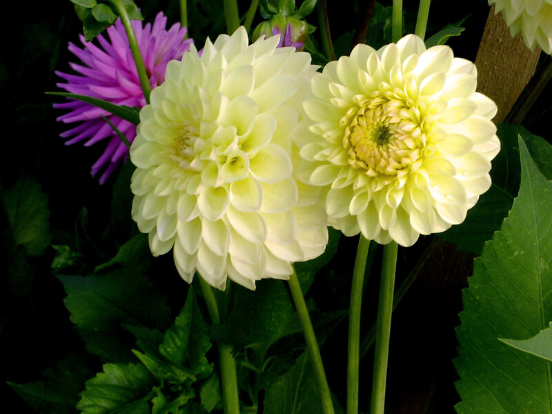 Two White Dahlias