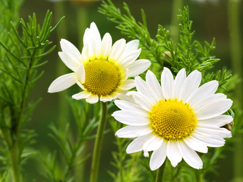 Two White Daisies — Calm, Afternoon