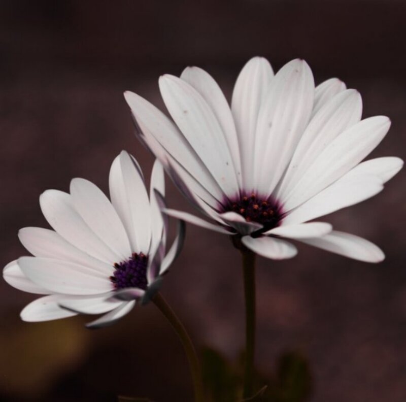 Two White Daisies — Calm, Photograph, Flowers