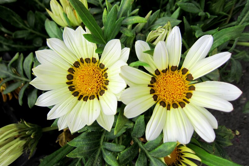 Two White Daisies — Calm, Photograph, Green Leaves