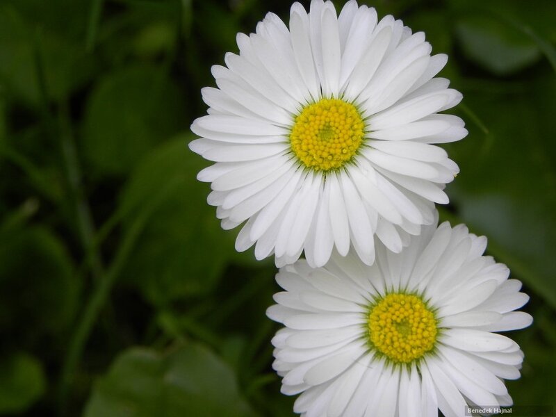 Two White Daisies — Calm, Photograph