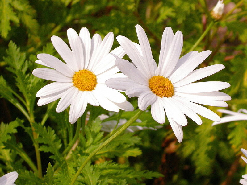 Two White Daisies — Calm