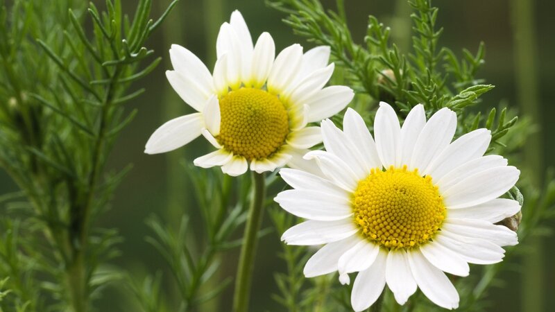 Two white daisies in a garden