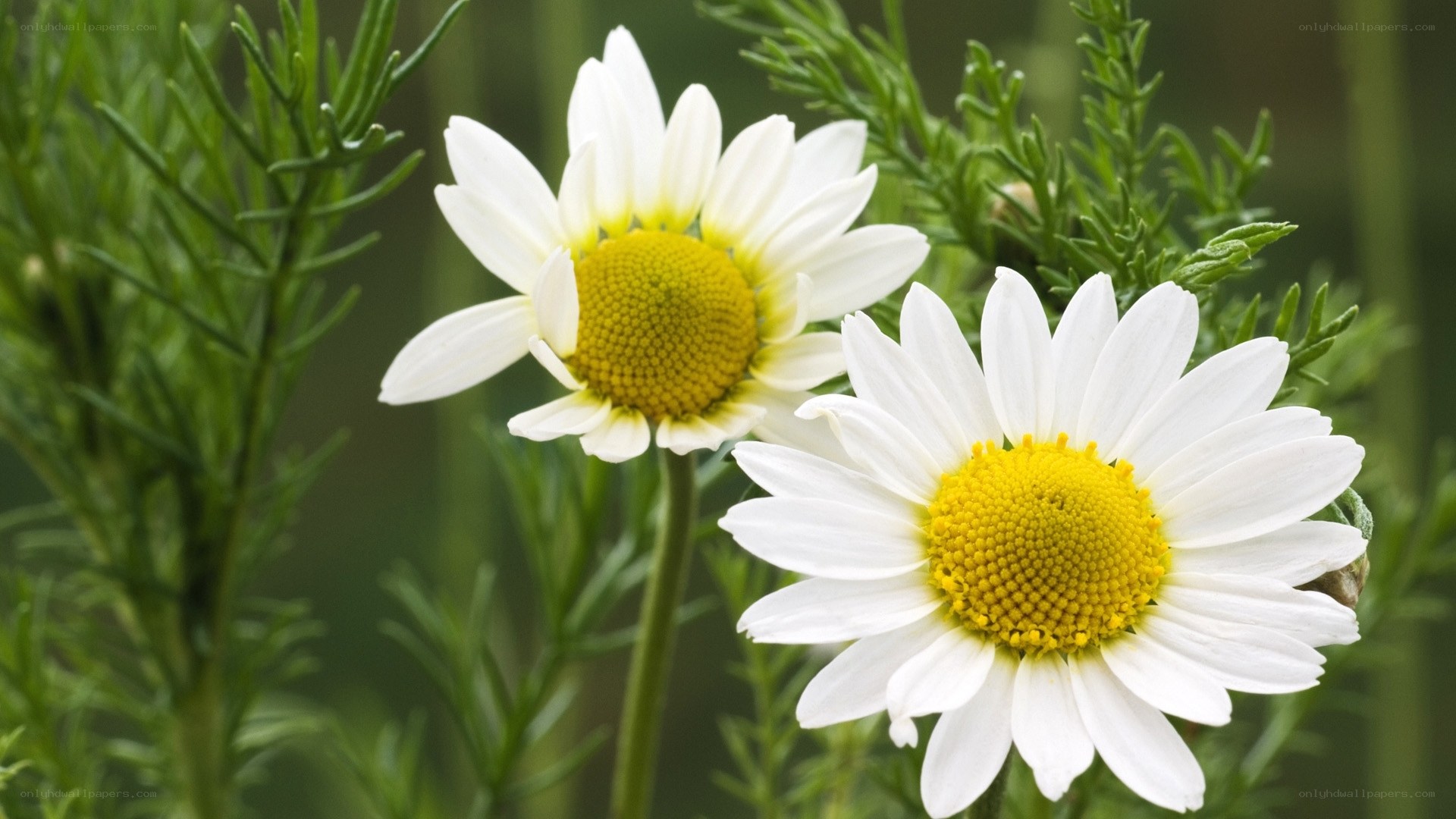 Two white daisies in a garden