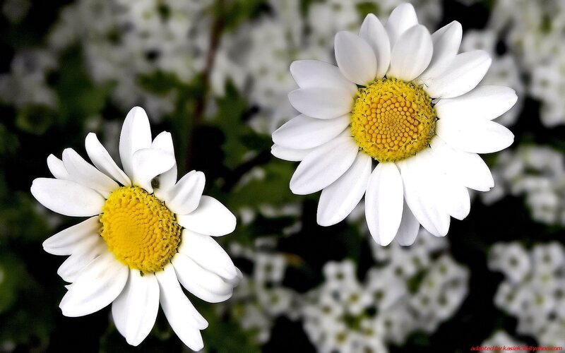 Two white daisies in bloom