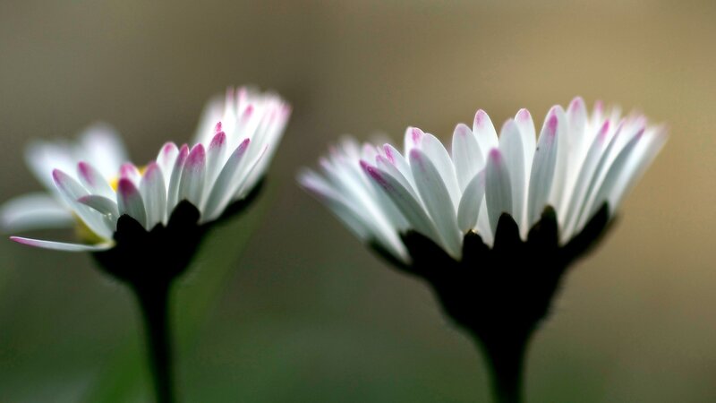 Two white daisies in focus