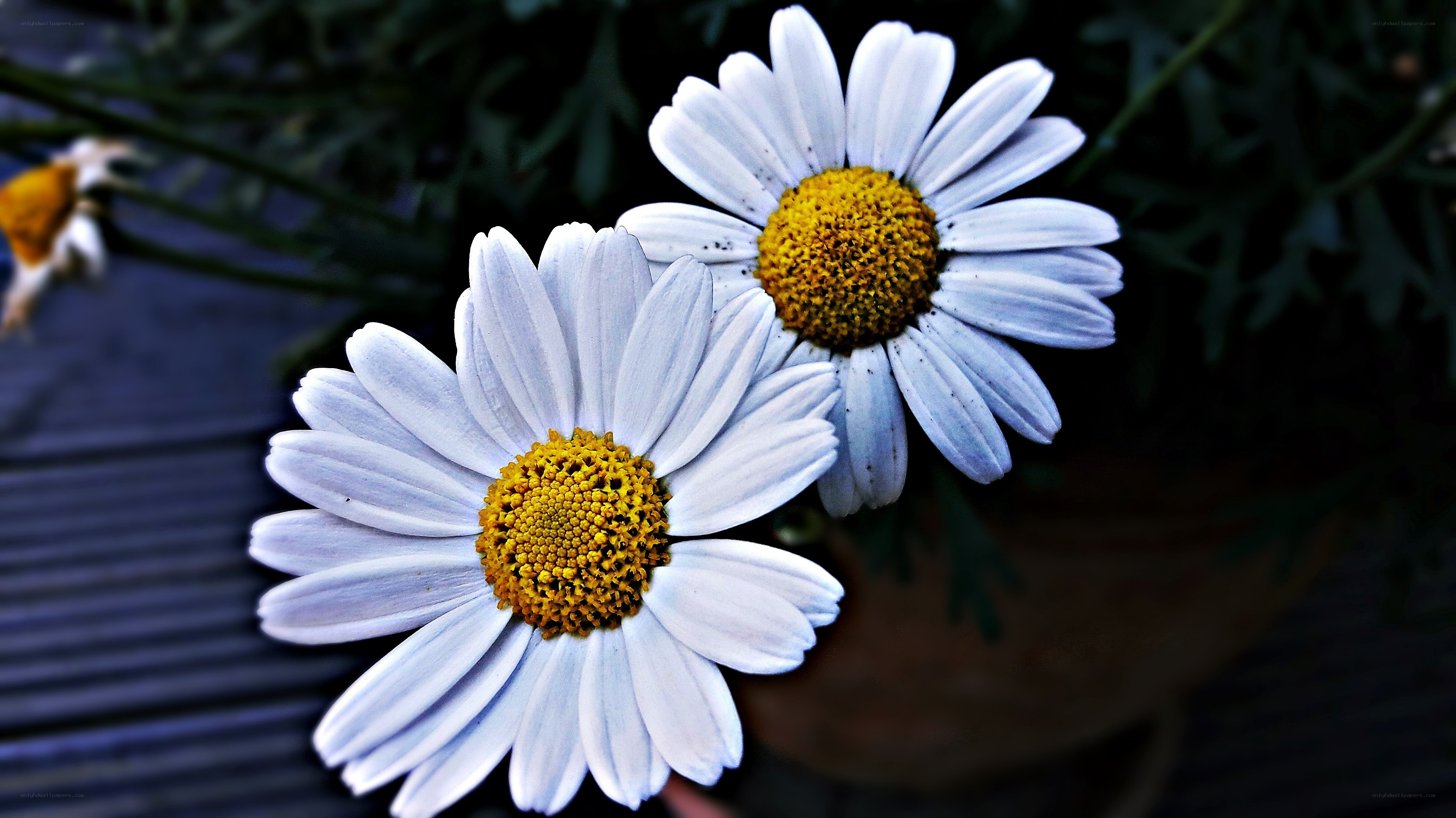 Two white daisies in focus