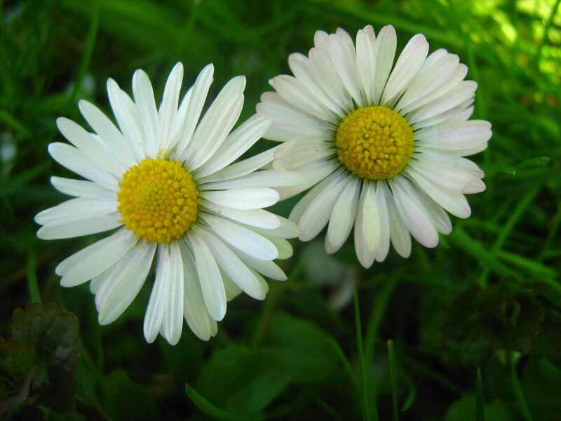 Two white daisies in grass