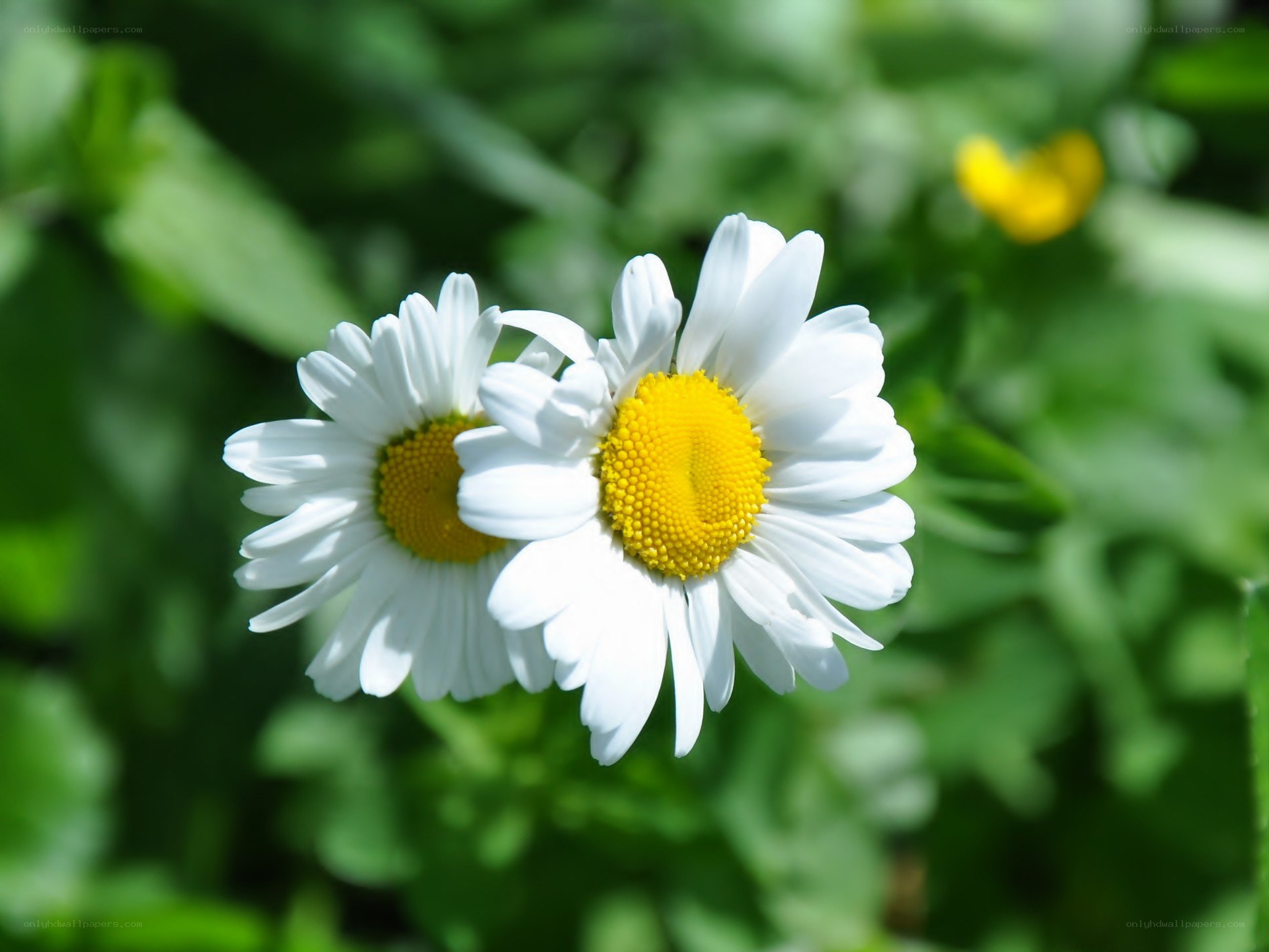 Two white daisies in sunlight