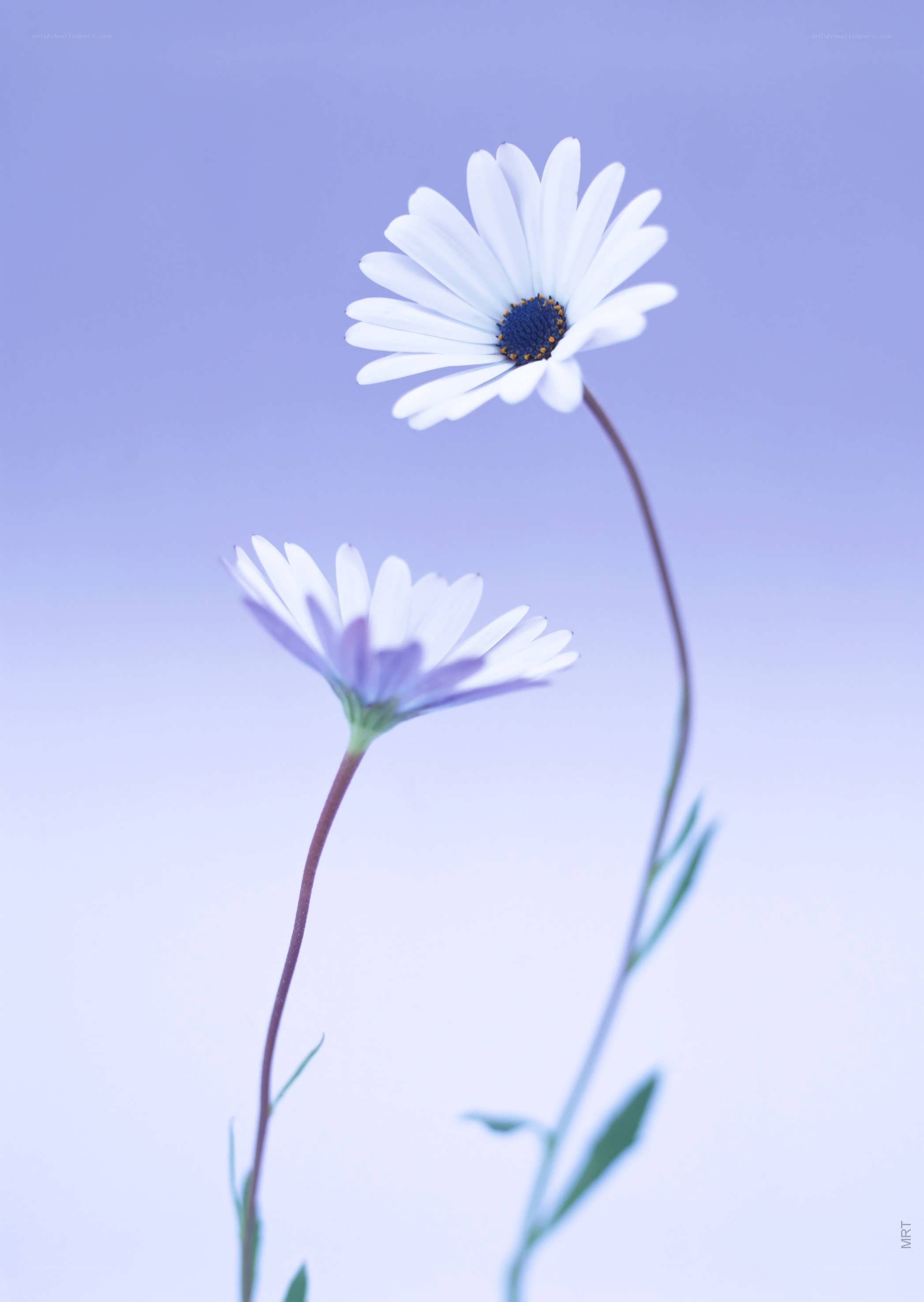 Two white daisies on a purple background