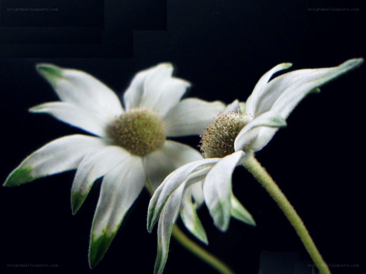 Two white daisies on black