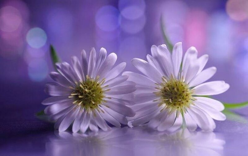 Two White Daisies — Purple, Serene