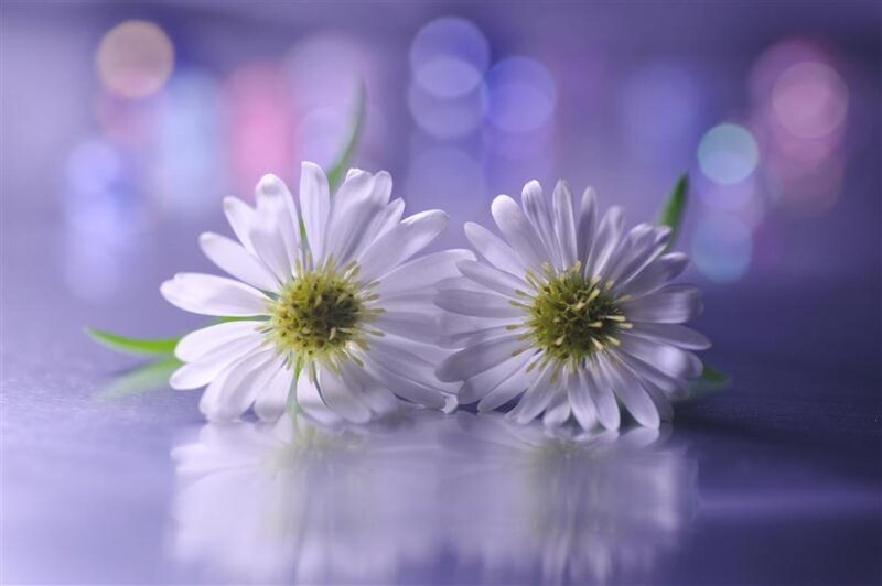 Two White Daisies — Purple