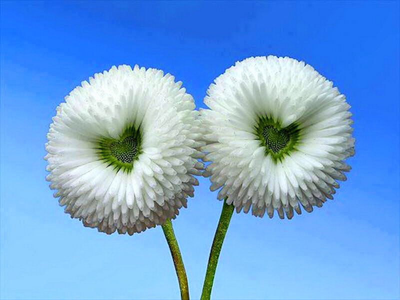Two White Daisies — Serene, Afternoon, Photograph, Flowers