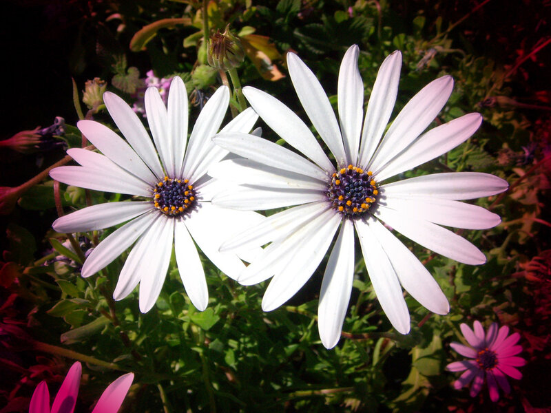 Two White Daisies — Serene, Afternoon, Photograph, Green Leaves