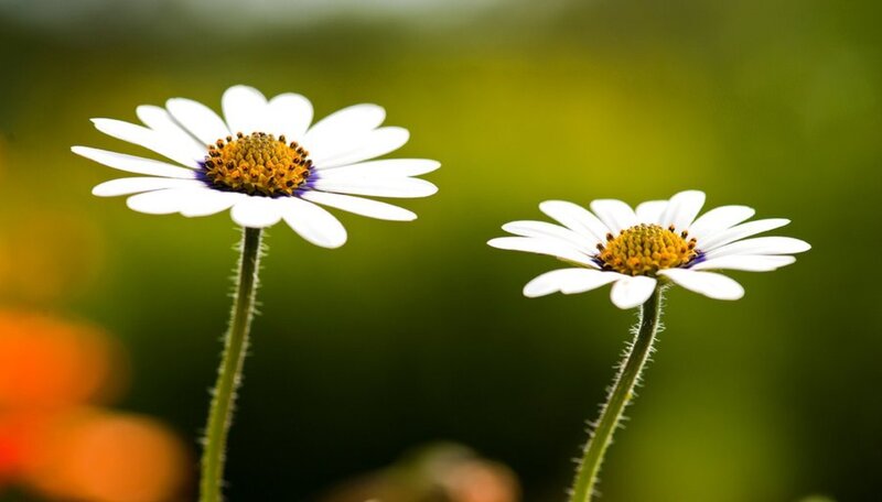 Two White Daisies — Serene, Afternoon, Photograph
