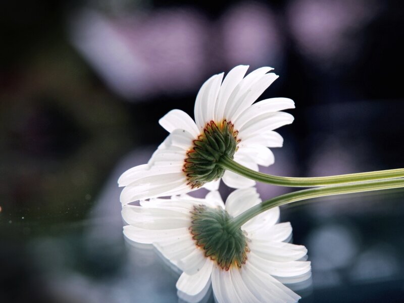 Two White Daisies — Serene, Photograph, Flower