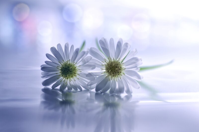 Two White Daisies — Serene, Photograph, Flowers