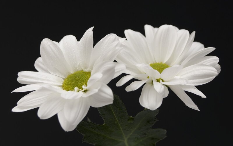Two White Daisies — Serene, Photograph, Green Leaves