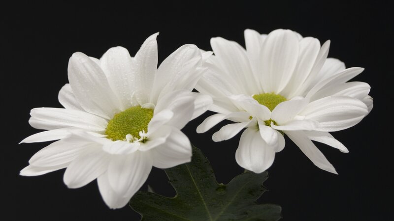 Two White Daisies — Serene, Photograph, Petals