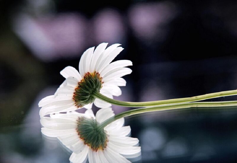 Two White Daisies — Serene, Photograph