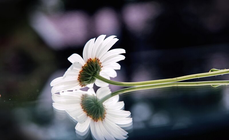 Two White Daisies — Serene