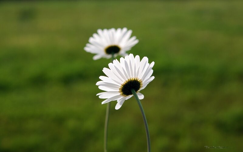 Two White Daisies