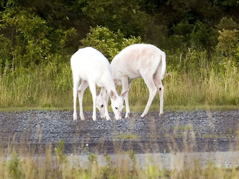 Two white deer grazing