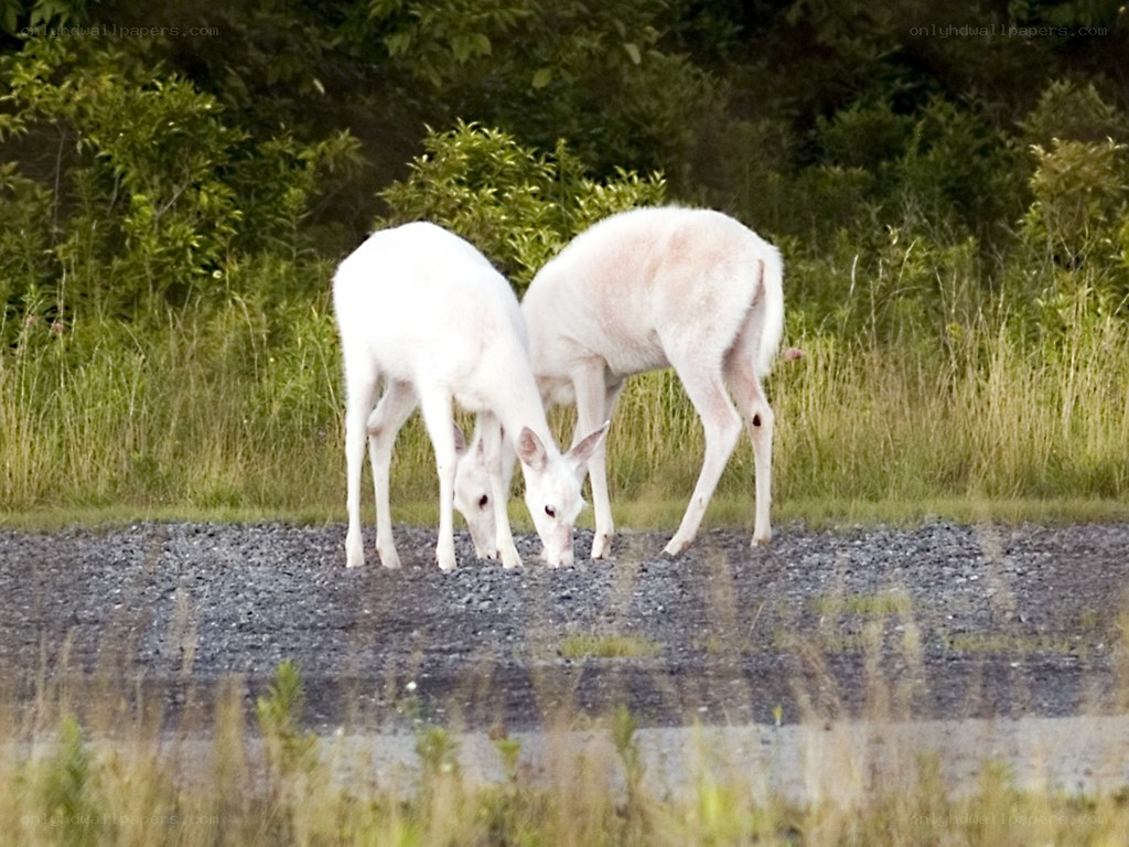 Two white deer grazing