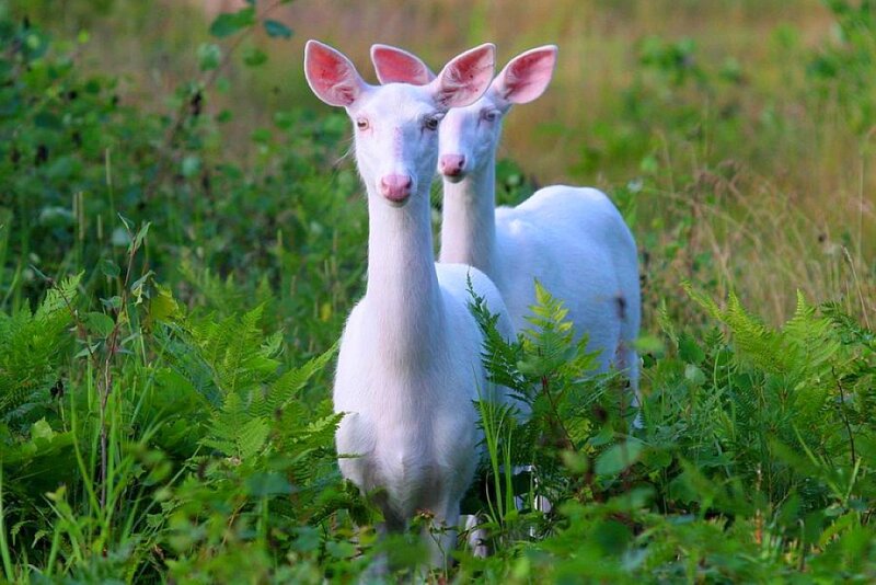 Two white deer in a field
