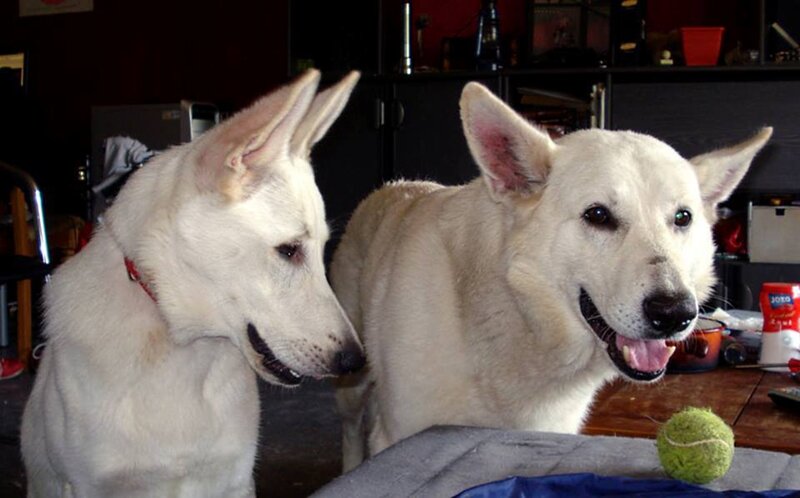 Two White Dogs — Calm