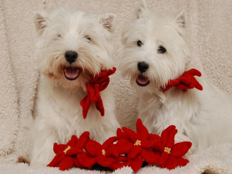 Two White Dogs — Festive
