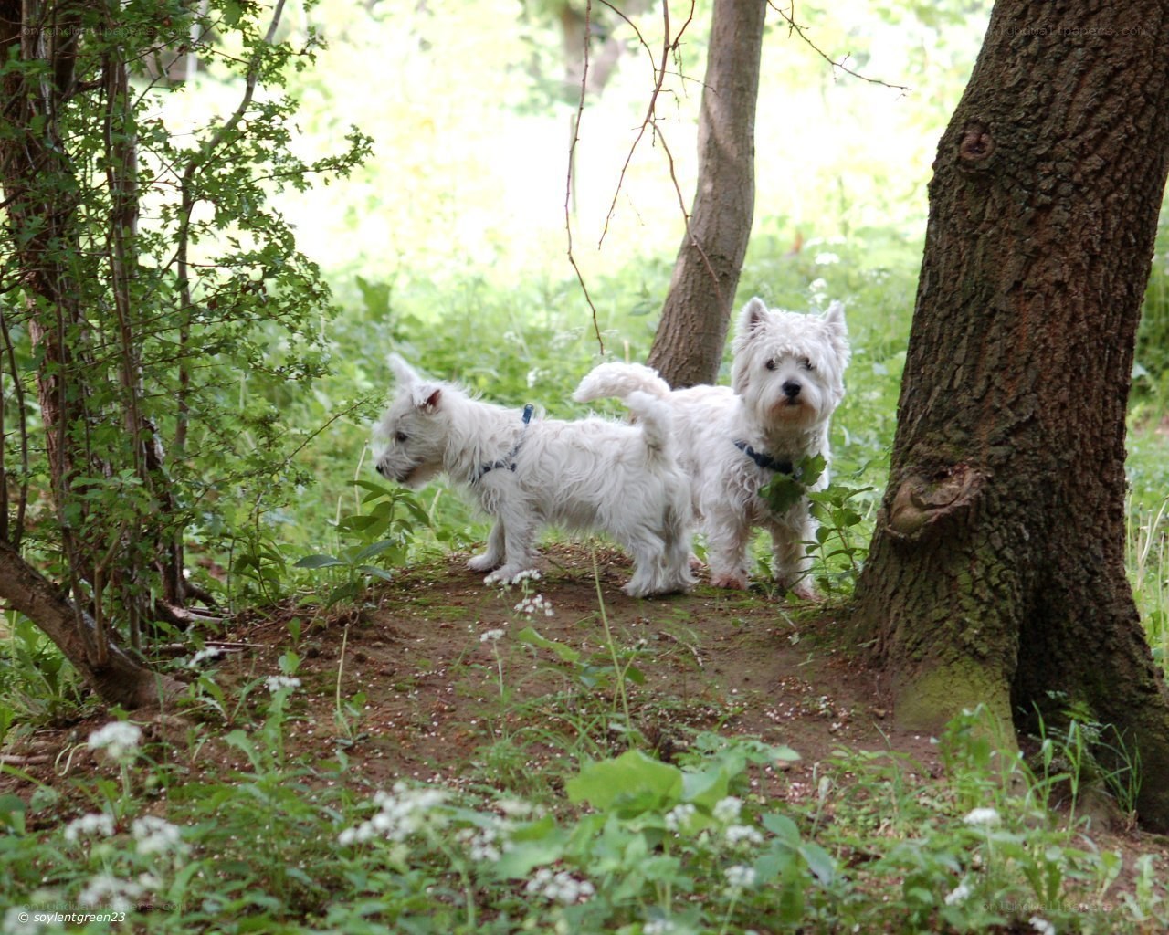 Two white dogs in a forest