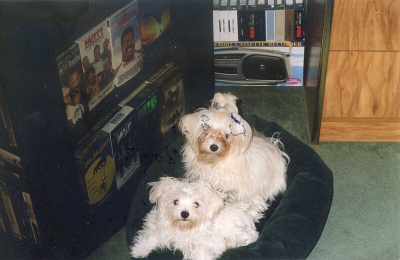 Two White Dogs in Bed