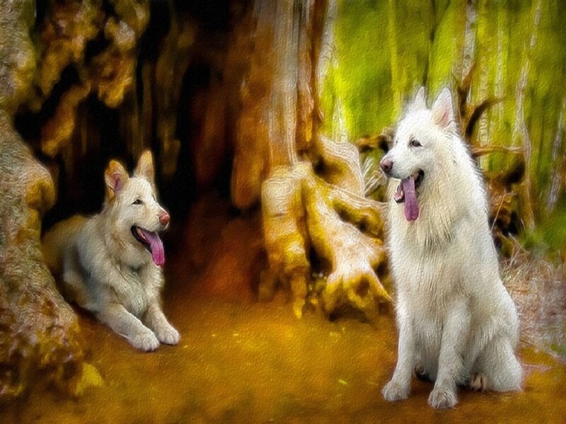 Two White Dogs in Cave