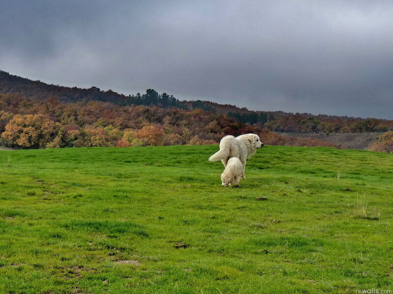 Two White Dogs in Field