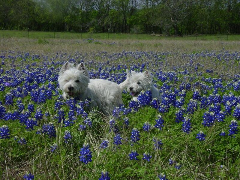 Two White Dogs in Flowers — Blue
