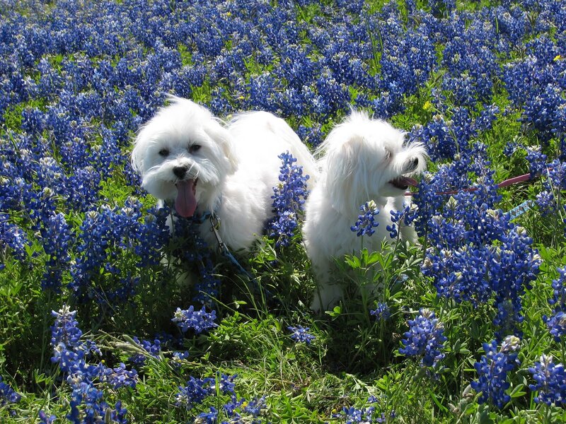 Two White Dogs in Flowers