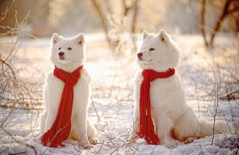 Two White Dogs in Snow