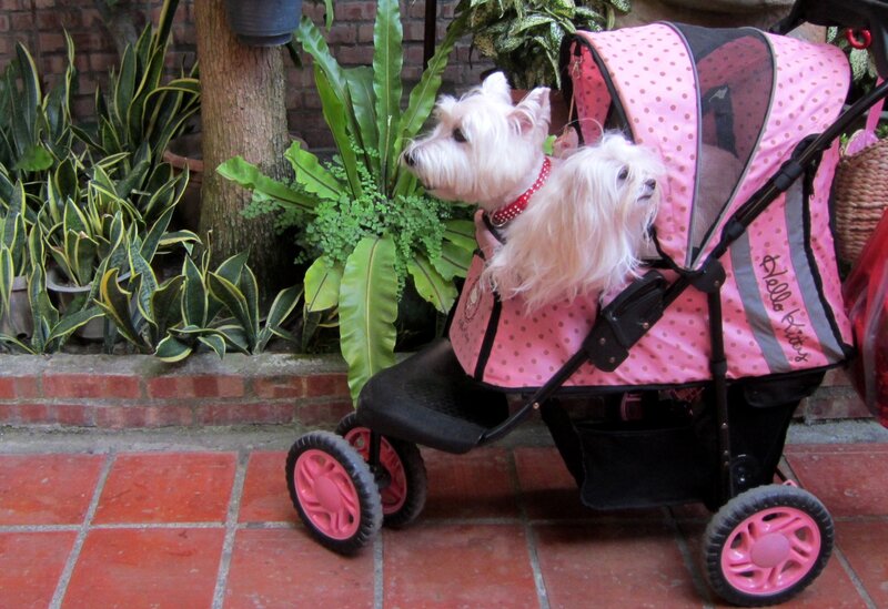 Two White Dogs in Stroller