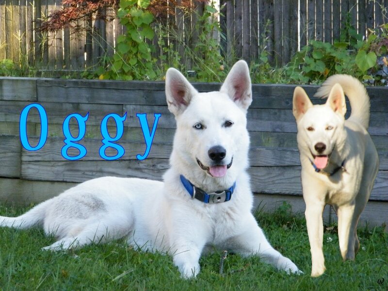 Two White Dogs in Yard