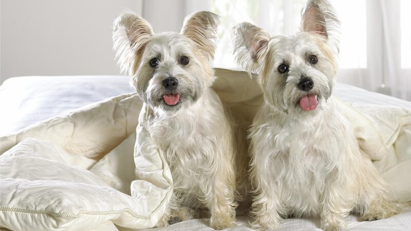 two white dogs on a bed