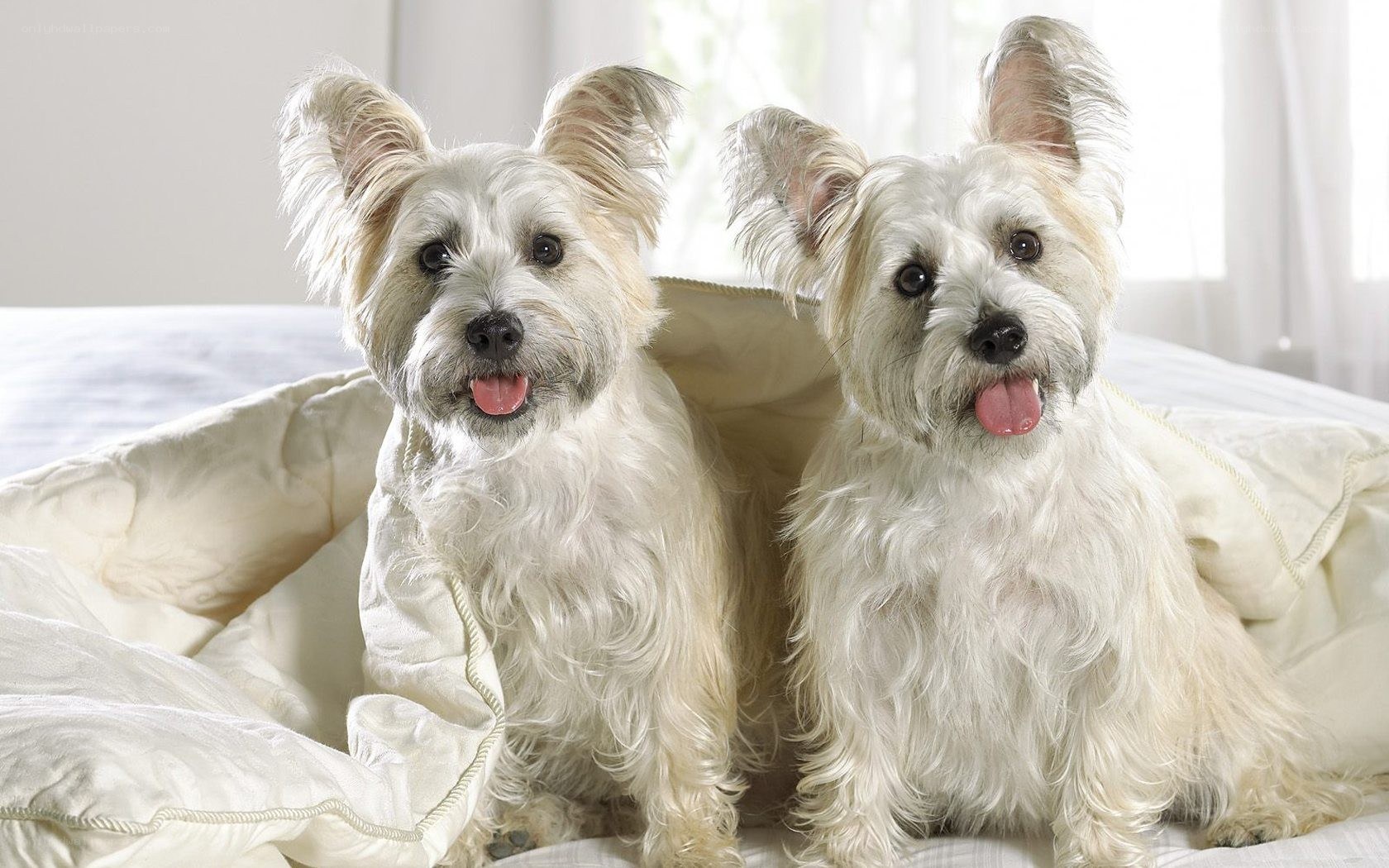 two white dogs on a bed