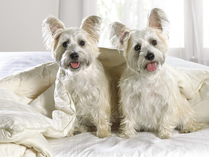 Two white dogs on a bed