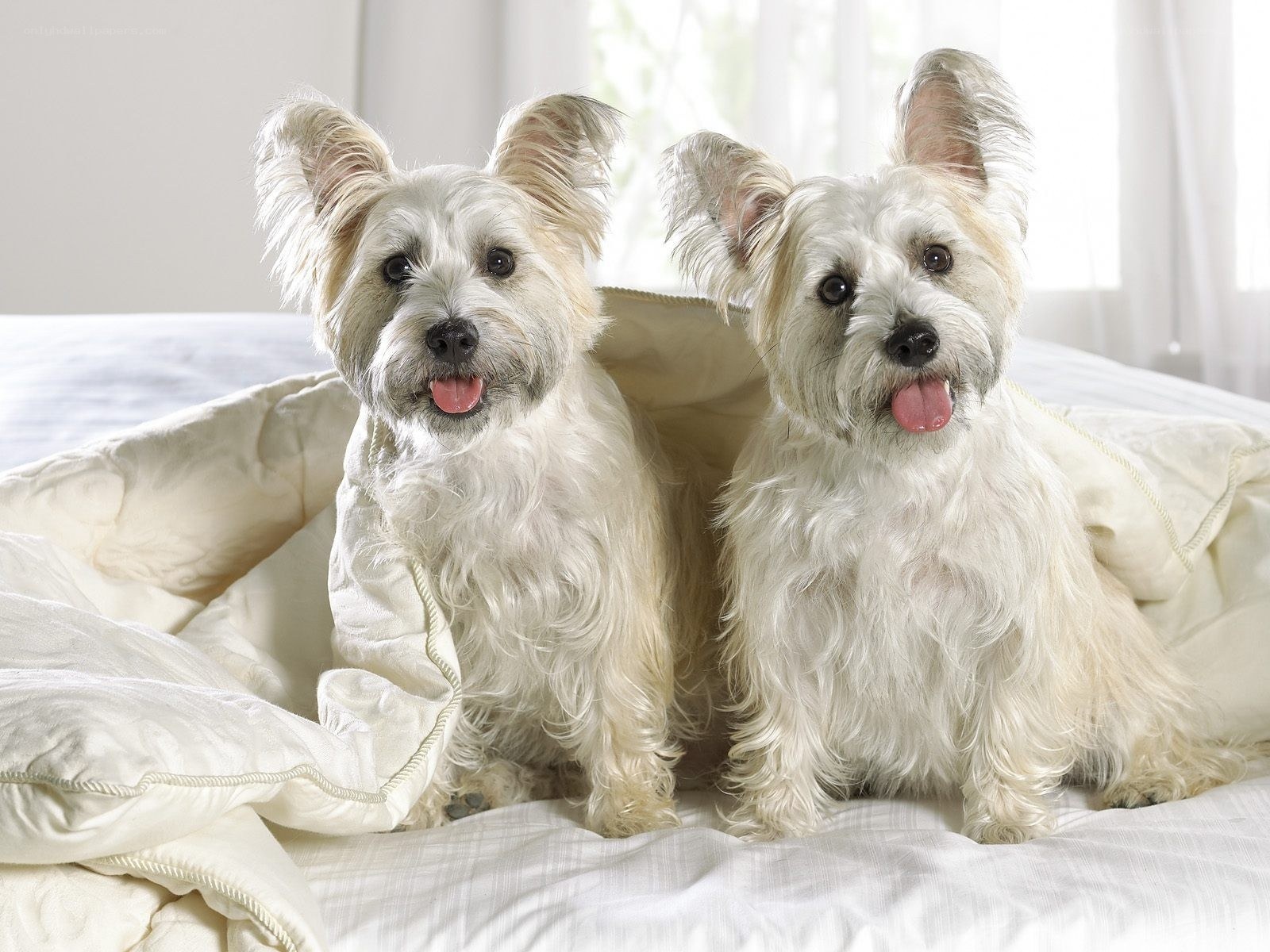 Two white dogs on a bed